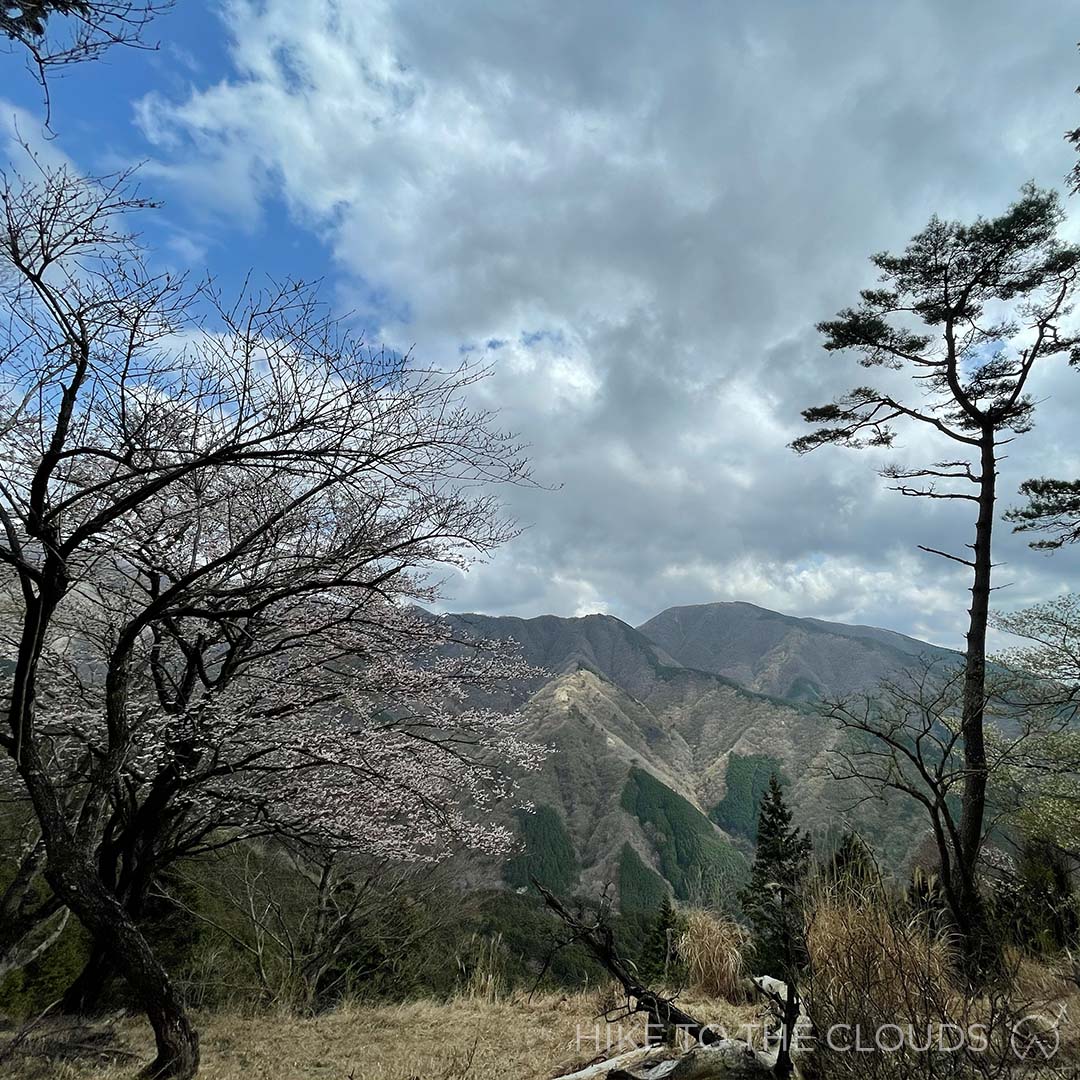 Cherry blossom framing the mountains near Tonodake